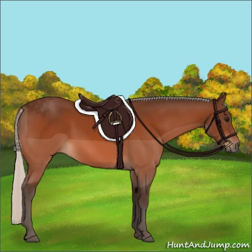 Horse Color:Silver Bay