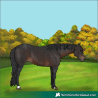 Horse Color:Brown 