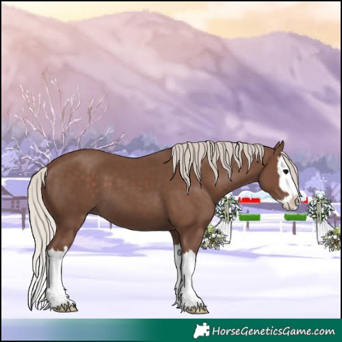Horse Color:Silver Black Splash