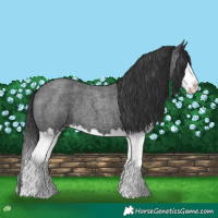 Horse Color:Blue Roan Splash 