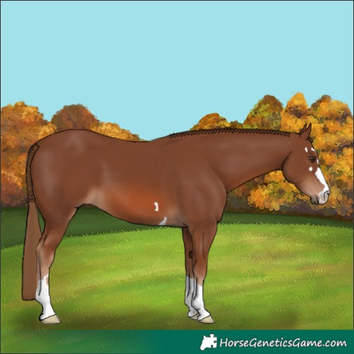 Horse Color:Chestnut 