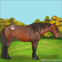 Horse Color:Bay Appaloosa  and Bay Appaloosa 