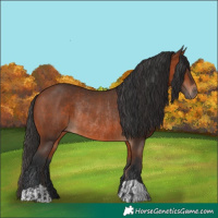 Horse Color:Bay Rabicano  and Bay Rabicano 