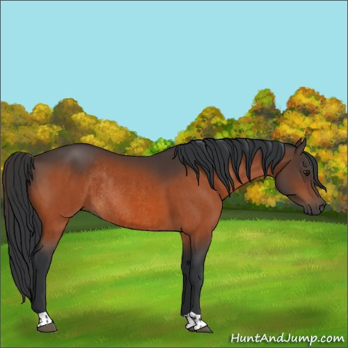 Horse Color:Brown Rabicano  and Brown Rabicano 