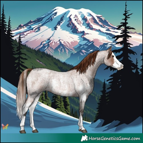 Horse Color:Liver Red Roan Sabino Splash  and Red Roan Sabino Splash 