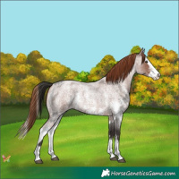 Horse Color:Liver Red Roan Sabino Splash and Red Roan Sabino Splash