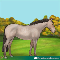 Horse Color:Amber Champagne Roan 