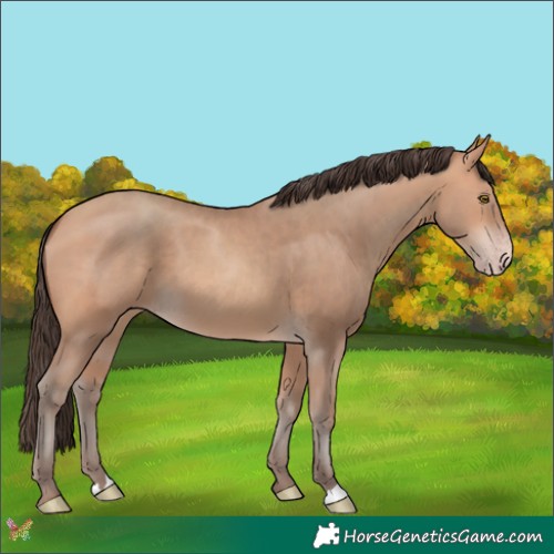 Horse Color:Amber Champagne 