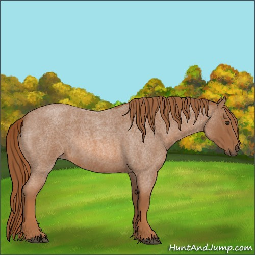 Horse Color:Red Roan 