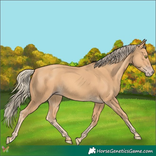 Horse Color:Gold Champagne