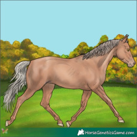 Horse Color:Gold Champagne 