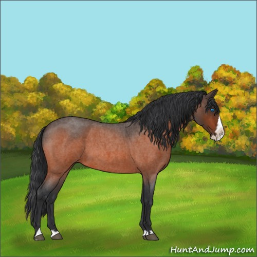 Horse Color:Brown Roan Splash