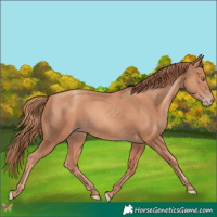 Horse Color:Gold Champagne Rabicano 
