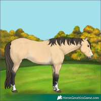 Horse Color:Buckskin 