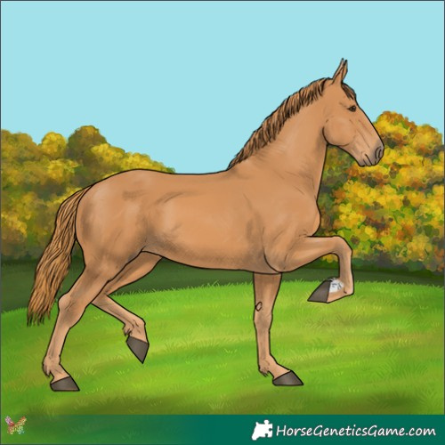 Horse Color:Chestnut 