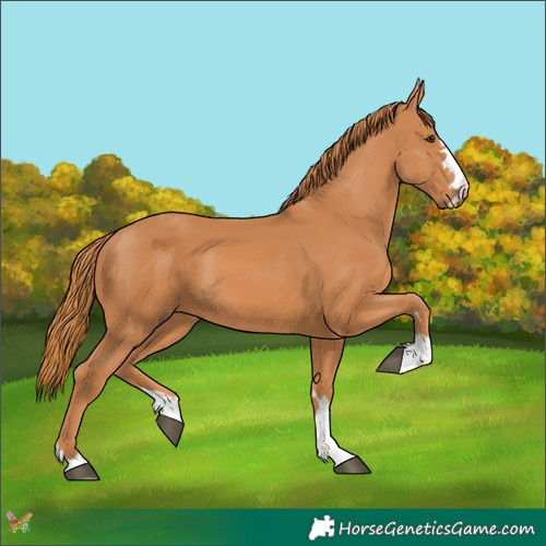 Horse Color:Chestnut 