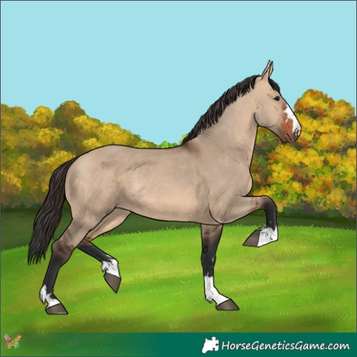 Horse Color:Bay Dun 