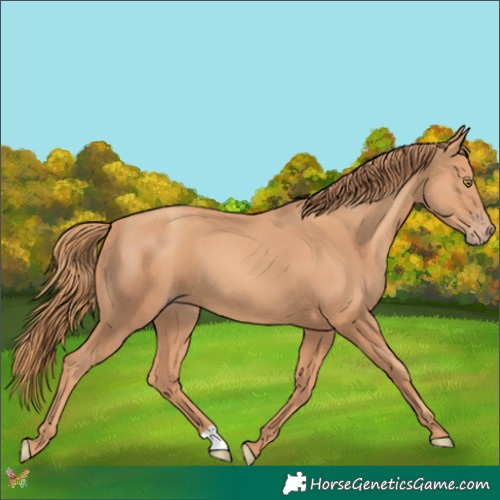 Horse Color:Gold Champagne 