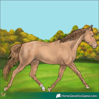 Horse Color:Gold Champagne 