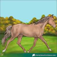 Horse Color:Gold Champagne