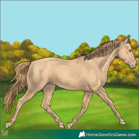 Horse Color:Gold Champagne 