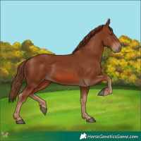 Horse Color:Chestnut 
