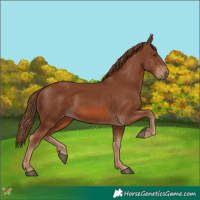 Horse Color:Chestnut 