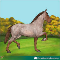 Horse Color:Red Roan 