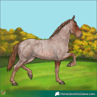 Horse Color:Red Roan 