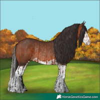 Horse Color:Bay Rabicano  and Bay Splash Rabicano 