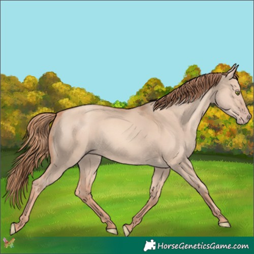 Horse Color:Gold Champagne Dun