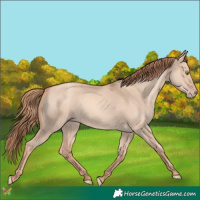 Horse Color:Gold Champagne Dun