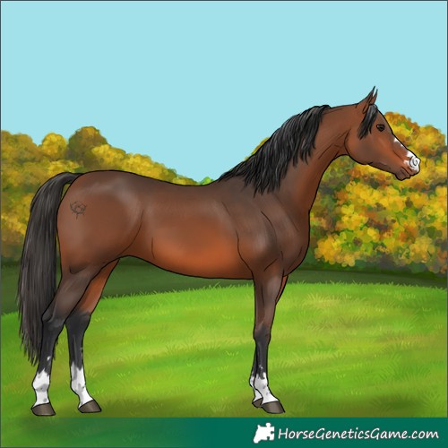 Horse Color:Unknown 
