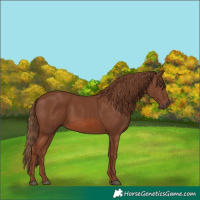 Horse Color:Chestnut 