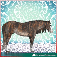 Horse Color:Chestnut Splash and Black Splash