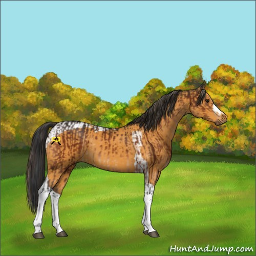 Horse Color:Bay and Buckskin Tobiano