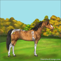 Horse Color:Bay  and Buckskin Tobiano 