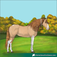 Horse Color:Red Dun Splash Tobiano 
