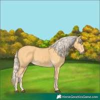 Horse Color:Palomino 
