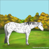 Horse Color:White Spotted Blue Roan Splash Frame Appaloosa 