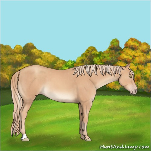 Horse Color:Gold Champagne  and Gold Champagne 