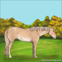 Horse Color:Gold Champagne  and Gold Champagne 