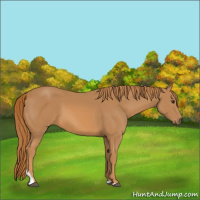 Horse Color:Chestnut Tobiano 