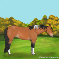 Horse Color:Bay Tobiano 