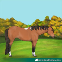 Horse Color:Bay Tobiano 
