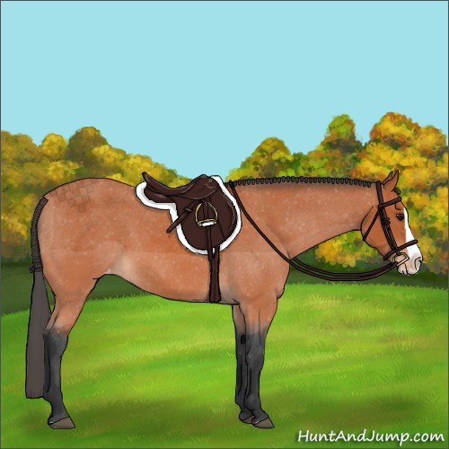 Horse Color:Bay Splash Appaloosa 