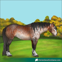 Horse Color:Bay  and Gray Bay 