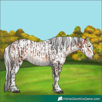 Horse Color:Bay  and Gray Bay 