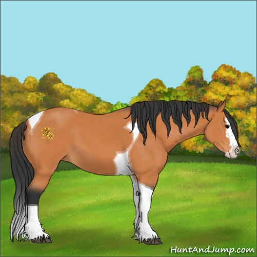 Horse Color:Bay Splash Tobiano 