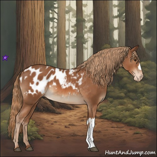 Horse Color:Chestnut  and Chestnut Appaloosa 